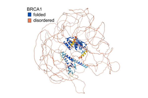 An AlphaFoldDB image showing the predicted structure of the BRCA1 protein. The blue parts show the small portion of ‘normal’ protein that has a 3D structure, while the orange parts represent intrinsically disordered regions (IDRs). The shape of the orange "noodle” represents the uncertain part of the protein and is not expected to reflect the real structure.