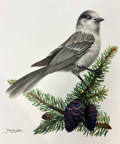 Illustration of a Canada jay perched on a spruce branch with two pine cones, shown in profile against a light background. 