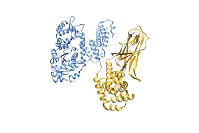 Illustration of a protein structure showing RRSP in blue and DTB in gold