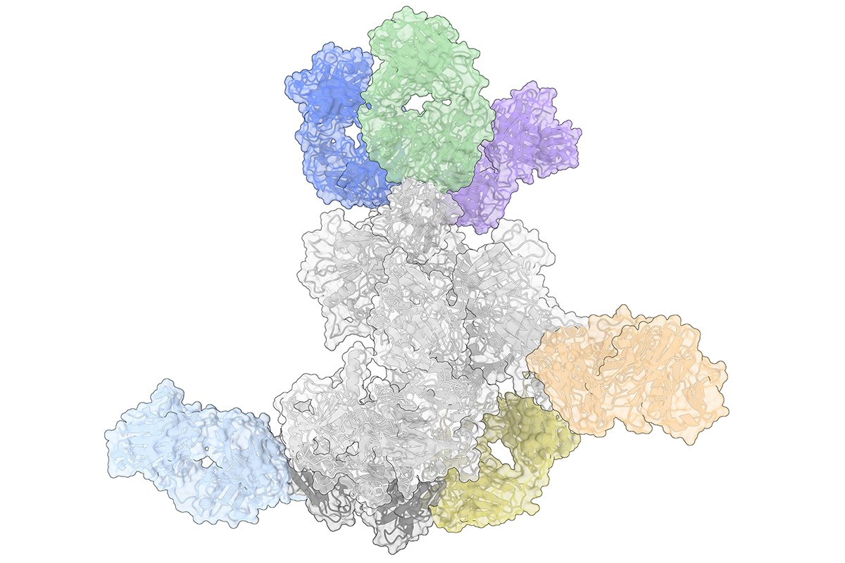 A three-dimensional diagram of a protein complex with six coloured antibodies attached.