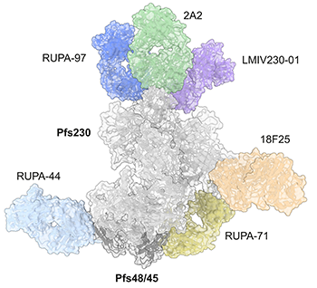 A diagram of a protein complex bound to six coloured antibodies.