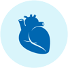 Medical illustration of a heart
