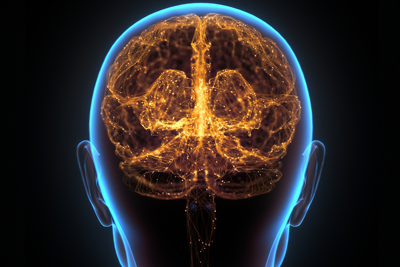 Outline of a brain showing web of lines.