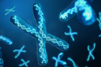 Rendering of DNA helices inside chromosomes